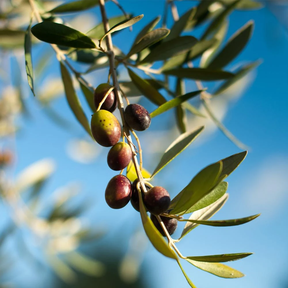 Pendolino Olive Tree 5 Pendolino Olive Tree - Image 3