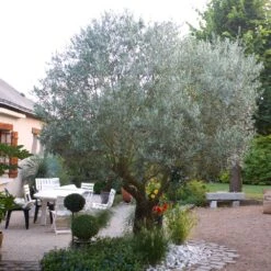 Pendolino Olive Tree 11 Pendolino Olive Tree -Nature Grove Shop Pendolino Olive FGT 3