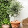 Pendolino Olive Tree 2 Pendolino Olive Tree -Nature Grove Shop Pendolino Olive FGT 600x600 231f38ca 5d36 47ad 97c6 31ac8f015baf