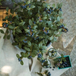 Bushel And Berry® Perpetua Blueberry -Nature Grove Shop Perpetua Blueberry 1 FGT