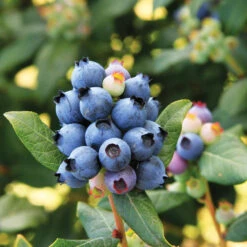 Bushel And Berry® Perpetua Blueberry -Nature Grove Shop Perpetua Blueberry 6 FGT