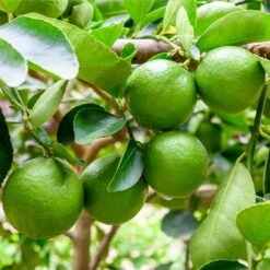 Persian 'Bearss' Lime Tree - USDA Organic -Nature Grove Shop Persian Lime Tree 5 FGT 41a57d08 50dd 41a5 856b af8657a65429