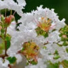 Petite Snow™ Crape Myrtle Tree -Nature Grove Shop Petite Snow Crape Myrtle 600x600 439479aa ee2a 4480 a47a 1c705887b9c5