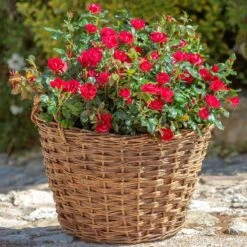 Petite Knock Out® Rose 13 Petite Knock Out® Rose -Nature Grove Shop Petite Red Knockout Rose2 FGT