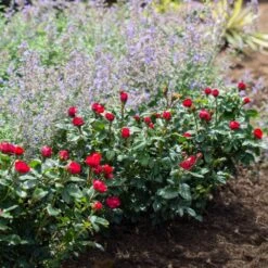 Petite Knock Out® Rose 11 Petite Knock Out® Rose -Nature Grove Shop Petite Red Knockout Rose4