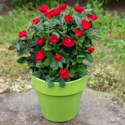 Petite Knock Out® Rose 9 Petite Knock Out® Rose -Nature Grove Shop Petite Red Knockout Rose5 FGT