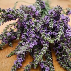 Phenomenal™ Lavender Plant 9 Phenomenal™ Lavender Plant -Nature Grove Shop Phenomenal Lavender 3 FGT