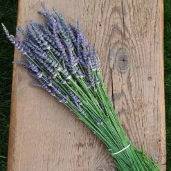 Phenomenal™ Lavender Plant 11 Phenomenal™ Lavender Plant -Nature Grove Shop Phenomenal Lavender 7