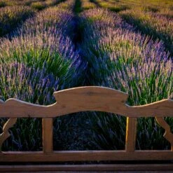 Phenomenal™ Lavender Plant 10 Phenomenal™ Lavender Plant -Nature Grove Shop Phenomenal Lavender 8 FGT