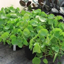 Pilea Peperomioides (Pancake Plant) 12 Pilea Peperomioides (Pancake Plant) -Nature Grove Shop Pilea Pancake Plant 6