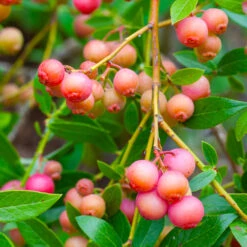 Pink Lemonade Blueberry Bush -Nature Grove Shop Pin Lemonade Blueberry 1 26802e0d 4603 49c8 8784 fb7544bea792