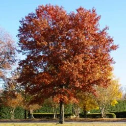 Pin Oak Tree -Nature Grove Shop Pin Oak 5 FGT
