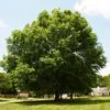 Pin Oak Tree 2 Pin Oak Tree -Nature Grove Shop Pin Oak FGT 600x600 c4defe34 4bd0 4d62 8fe8 b2d365e03b60