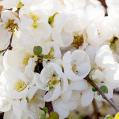 Pineapple Quince Tree -Nature Grove Shop Pineapple Quince 1 FGT