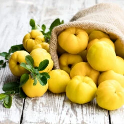 Pineapple Quince Tree -Nature Grove Shop Pineapple Quince 4 FGT