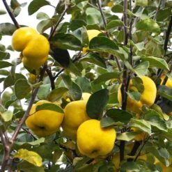 Pineapple Quince Tree -Nature Grove Shop Pineapple Quince 7