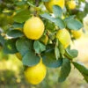 Pineapple Quince Tree -Nature Grove Shop Pineapple Quince FGT 600x600 c9f82864 a730 4f25 b785 970b4c0a07c4