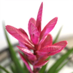 5-Inch Bromeliad In Decorative Pot 12 5-Inch Bromeliad In Decorative Pot -Nature Grove Shop Pink Bromiliad 2 e1dd7faf b9f8 429e 84d5 7ce3076db5e3