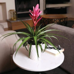 5-Inch Bromeliad In Decorative Pot 13 5-Inch Bromeliad In Decorative Pot -Nature Grove Shop Pink Bromiliad 4