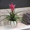 5-Inch Bromeliad In Decorative Pot -Nature Grove Shop Pink Bromiliad 600x600 1