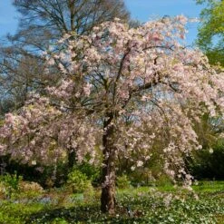 Pink Weeping Cherry Tree -Nature Grove Shop Pink Double Weeping Cherry 6 FGT