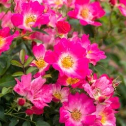 Pink Drift® Rose -Nature Grove Shop Pink Drift Rose 1 FGT