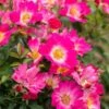 Pink Drift® Rose -Nature Grove Shop Pink Drift Rose FGT 600x600 20d4fd32 04cb 474a b152 7b9c720d0596