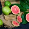 Tropical Pink Guava Tree 2 Tropical Pink Guava Tree -Nature Grove Shop Pink Guava FGT 600x600 241d4b5b 612f 43eb 9e6d a98136a2444d