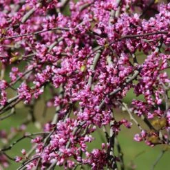 Pink Heartbreaker Redbud Tree 9 Pink Heartbreaker Redbud Tree -Nature Grove Shop Pink Heartbreaker Redbud 1