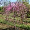 Pink Heartbreaker Redbud Tree 2 Pink Heartbreaker Redbud Tree -Nature Grove Shop Pink Heartbreaker Redbud 600x600 9f119770 559c 4357 915b 2c8485395d8f