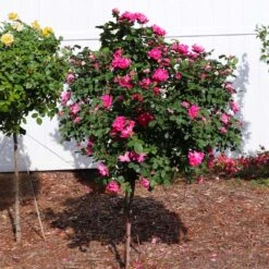 Pink Knock Out® Rose Tree 9 Pink Knock Out® Rose Tree -Nature Grove Shop Pink Knockout Rose Tree 2