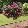 Pink Knock Out® Rose Tree 1 Pink Knock Out® Rose Tree -Nature Grove Shop Pink Knockout Rose Tree FGT 600x600 04388905 db60 4ebf 8baa 6e25185dab4b