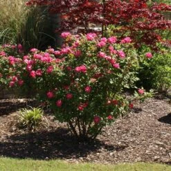 Double Pink Knock Out® Rose 11 Double Pink Knock Out® Rose -Nature Grove Shop Pink Knockout Shrub 3