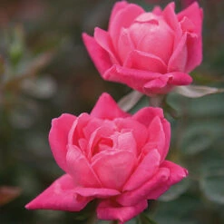 Double Pink Knock Out® Rose 9 Double Pink Knock Out® Rose -Nature Grove Shop Pink Knockout Shrub 4 FGT