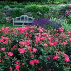 Double Pink Knock Out® Rose 10 Double Pink Knock Out® Rose -Nature Grove Shop Pink Knockout Shrub 6