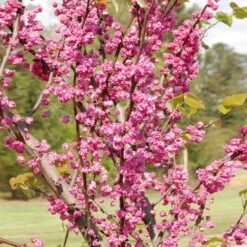 'Pink Pom Poms' Redbud Tree 9 'Pink Pom Poms' Redbud Tree -Nature Grove Shop Pink Pom Pom Redbud 2