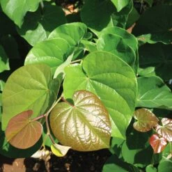 'Pink Pom Poms' Redbud Tree 11 'Pink Pom Poms' Redbud Tree -Nature Grove Shop Pink Pom Pom Redbud 4