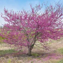 'Pink Pom Poms' Redbud Tree 10 'Pink Pom Poms' Redbud Tree -Nature Grove Shop Pink Pom Pom Redbud 5