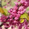'Pink Pom Poms' Redbud Tree -Nature Grove Shop Pink Pom Pom Redbud 600x600 a00001f4 ef81 4d0b 98ff cc2c03ee584a