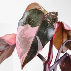 Pink Princess Philodendron -Nature Grove Shop Pink Princess 2