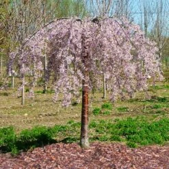 Pink Snow Showers™ Weeping Cherry Tree -Nature Grove Shop Pink Snow Showers Flowering Chery 1