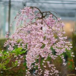 Pink Snow Showers™ Weeping Cherry Tree -Nature Grove Shop Pink Snow Showers Flowering Chery 2