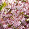 Pink Snow Showers™ Weeping Cherry Tree -Nature Grove Shop Pink Snow Showers Flowering Chery 600x600 45472791 766f 4e6f 88c6 4e5396c43109