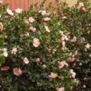 Pink-A-Boo® Camellia Shrub -Nature Grove Shop Pink a Boo camellia 600x600 3883eb6d a151 4440 aa86 e2f1f3b3294b