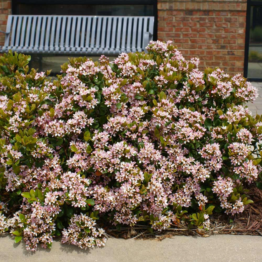 Pinkie Indian Hawthorn Shrub 4 Pinkie Indian Hawthorn Shrub - Image 2