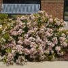 Pinkie Indian Hawthorn Shrub -Nature Grove Shop Pink indian Hawthorn FGT 600x600 b037c8ee 072c 4901 9102 ad473234d9c8
