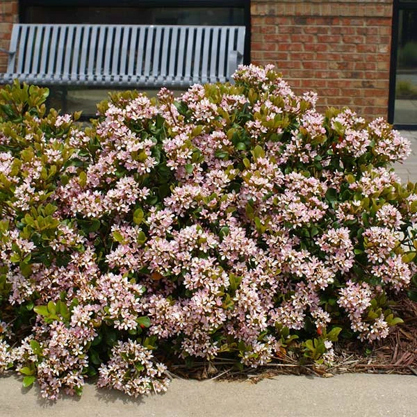 Pinkie Indian Hawthorn Shrub 3 Pinkie Indian Hawthorn Shrub