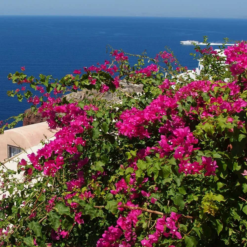 Pink Pixie Bougainvillea 5 Pink Pixie Bougainvillea - Image 3