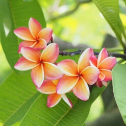 Plumeria 8 Plumeria -Nature Grove Shop Plumeria pink