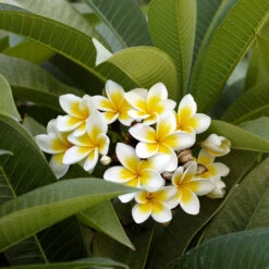 Plumeria 9 Plumeria -Nature Grove Shop Plumeria white